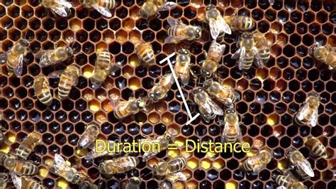 Honey Bee Waggle Dance Explained Dance Party Youtube