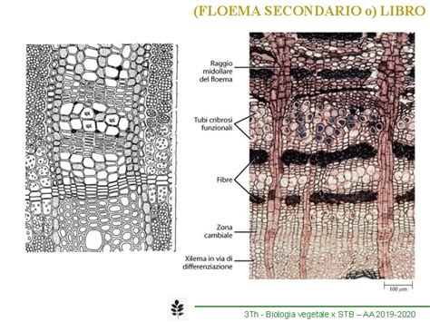 FLOEMA SECONDARIO O LIBRO 3 Th Biologia Vegetale