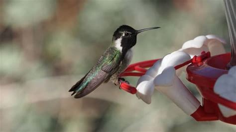 Do Hummingbirds Eat Seeds? – Hummingbirds Info