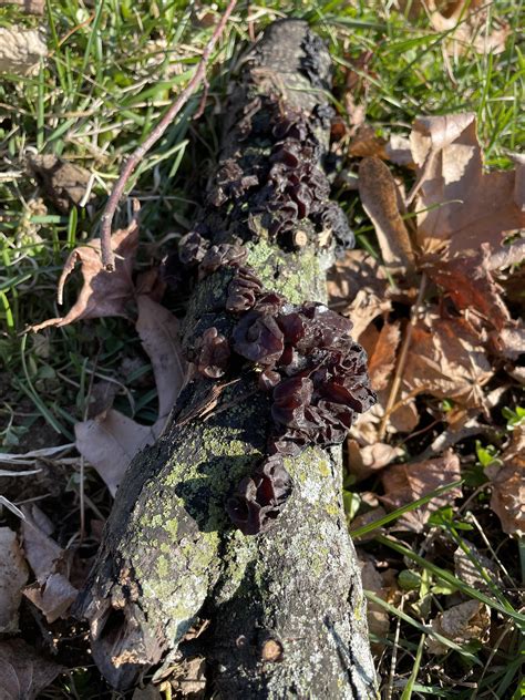 Who’s this neat guy i found? St. Louis, MO : r/mycology