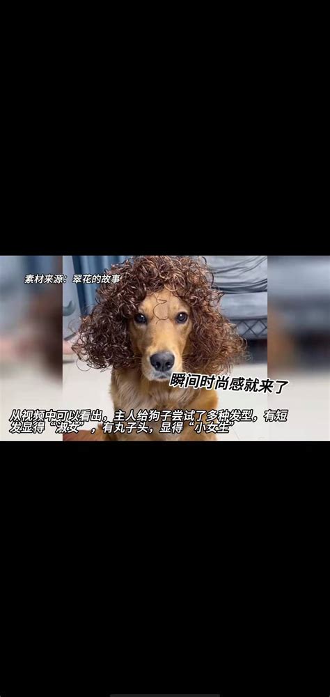 主人给狗子换上多个发型，看起来狗模人样的。 搜狐大视野 搜狐新闻