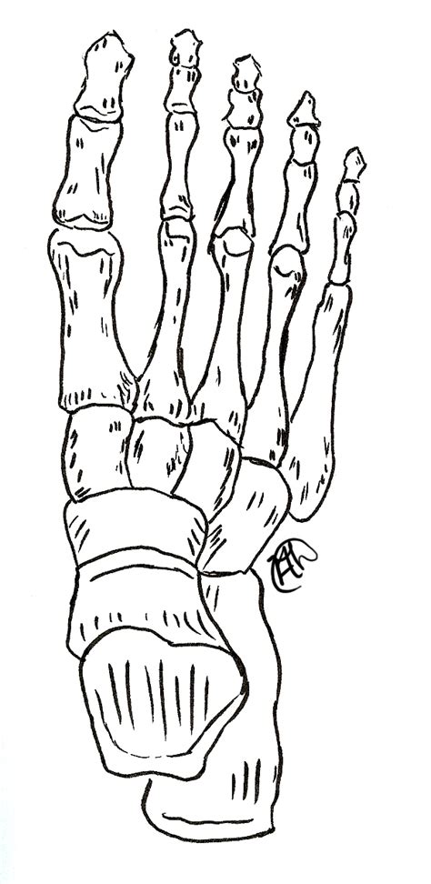 Foot Skeleton Drawing At Getdrawings Free Download