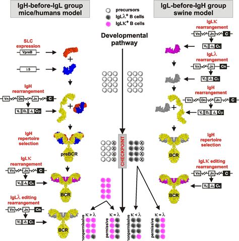 Frontiers Comparative Aspects Of Immunoglobulin Gene Rearrangement