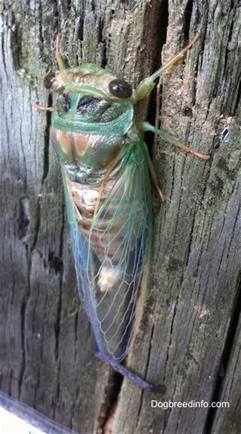 Pictures Of The Cicada Along With Information Cicadas