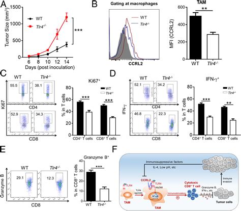 CCRL2 Promotes Antitumor T Cell Immunity Via Amplifying TLR4 Mediated