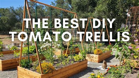 How To Make The Best DIY Tomato Trellis Stake And Weave Hybrid System