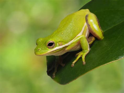 Animales con respiración cutánea y sus características