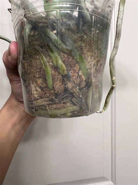 Mold On Orchid Roots Rorchids