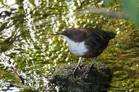 Birds freshwater - GEC.photography