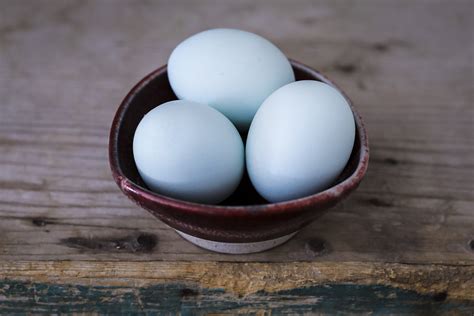 Self-Blue Ameraucana Hatching Eggs - Happy Hillside Collective