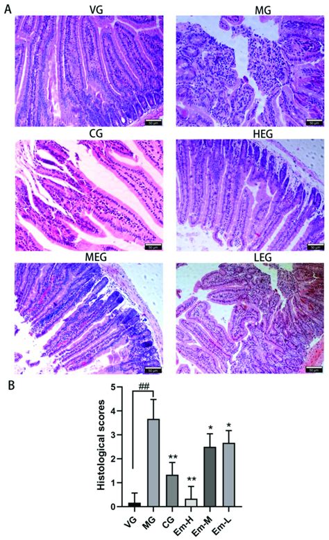 Effects Of Emodin On Intestinal Injury In The Duodenum Of Mice With E