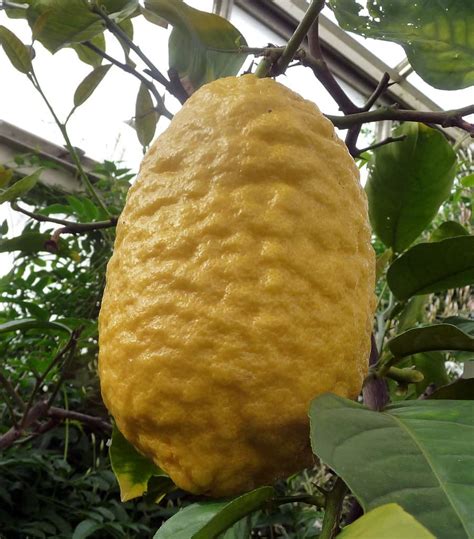 M Tech Gardens Rare Citrus Medica Ganapathy Lemon Citron Fruit 1