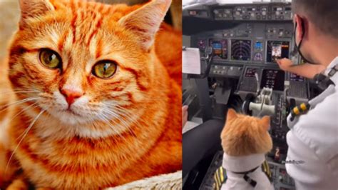 Gato Volador La Mascota De Un Piloto Que Se Volvi Viral Por Ir