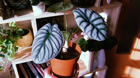 Алоказия Шкура Дракона. Изящное комнатное растение. - YouTube
