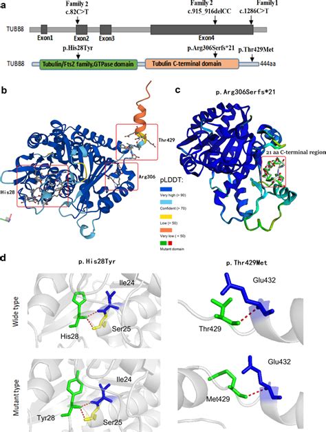 Protein Conformation Predictions Caused By Variants In Tubb8 Using