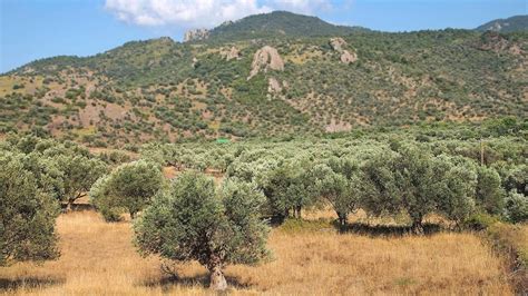 Food and Agriculture in Ancient Greece