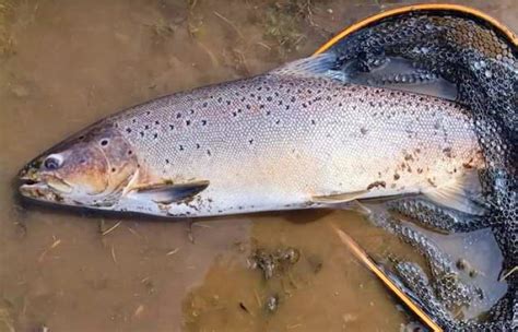 Inició la temporada de pesca recreativa en Magallanes ELPINGUINO