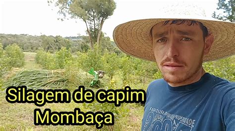 Fazendo silagem de Capim Mombaça Silagem ensacada YouTube