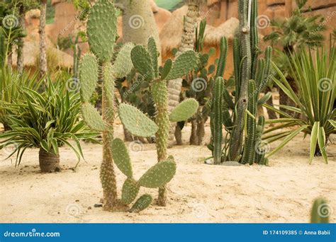 Cacti In The Sand Desert Cactus Park Stock Image Image Of Landscape