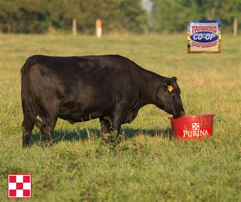 Nwa Whole Deer Corn Sale At Farmers Co Op
