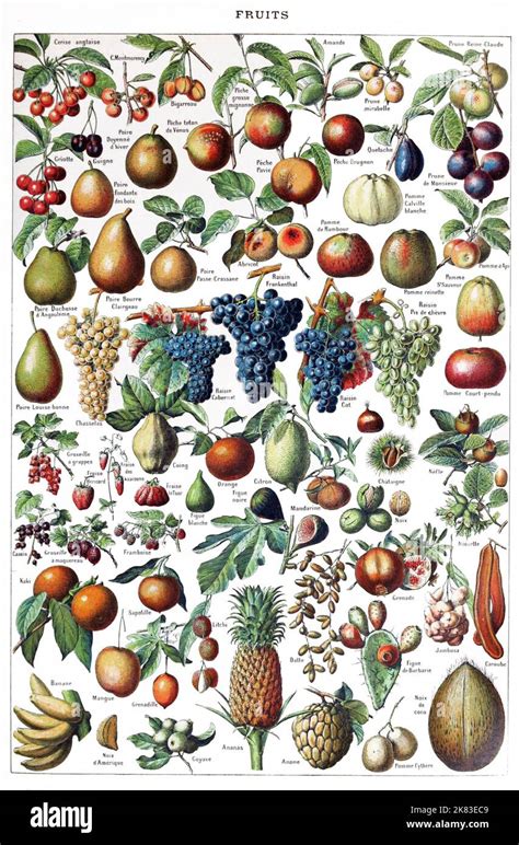 adolphe philippe millot fruit identification chart stock photo alamy