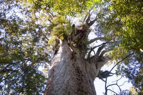 Kauri Tree L Magnificent Girth Our Breathing Planet