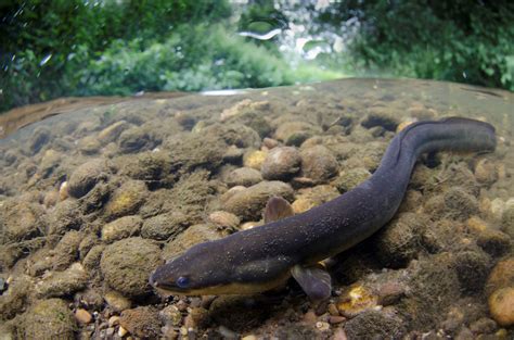Sargasso Sea Eels