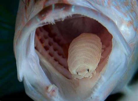 Cymothoa exigua