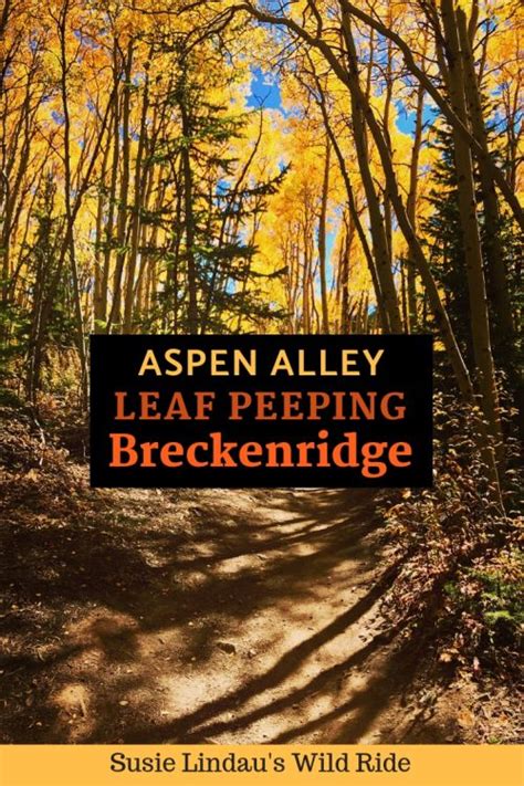 Aspen Alley Leaf Peeping In Breckenridge Colorado Travel Outdoors