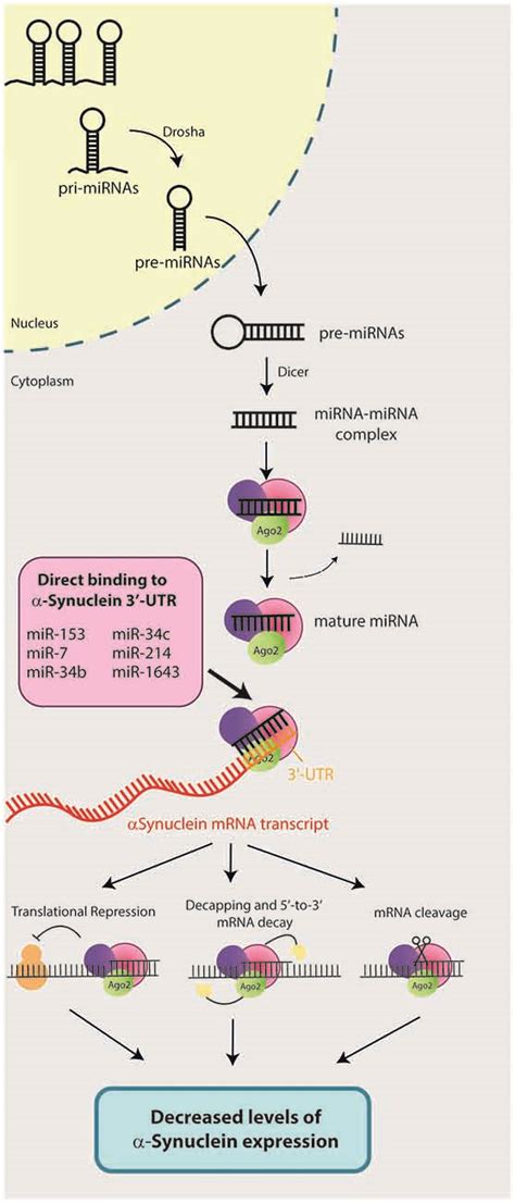 Frontiers Role Of Micrornas In The Regulation Of α Synuclein