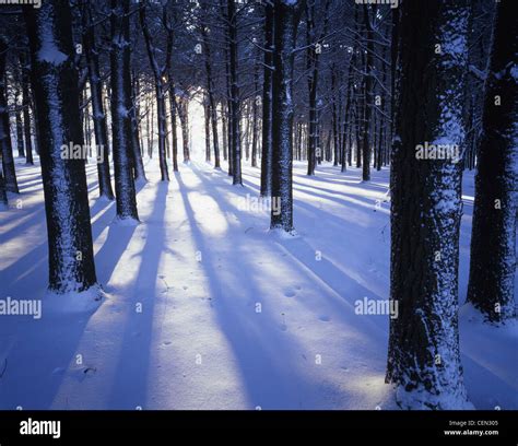 Sunrise Through Pine Trees At Moraine Hills State Park In Mchenry County Illinois Usa Stock