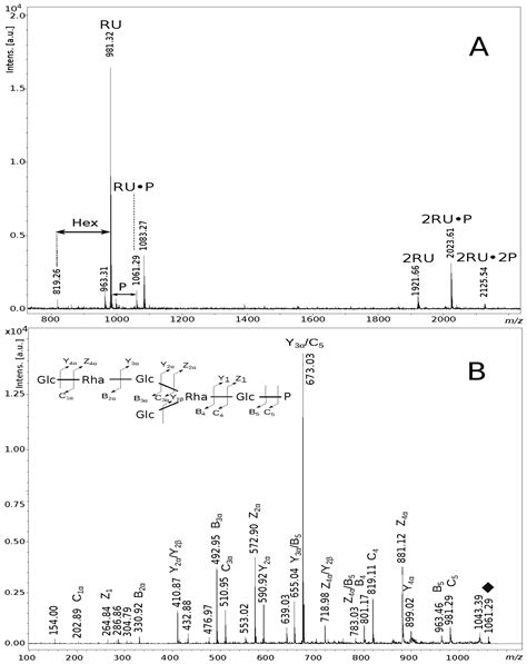 Ijms Free Full Text First Report On The Streptococcus Gallolyticus