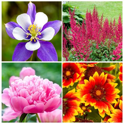 Full Sun Perennials - Sunny Home Gardens