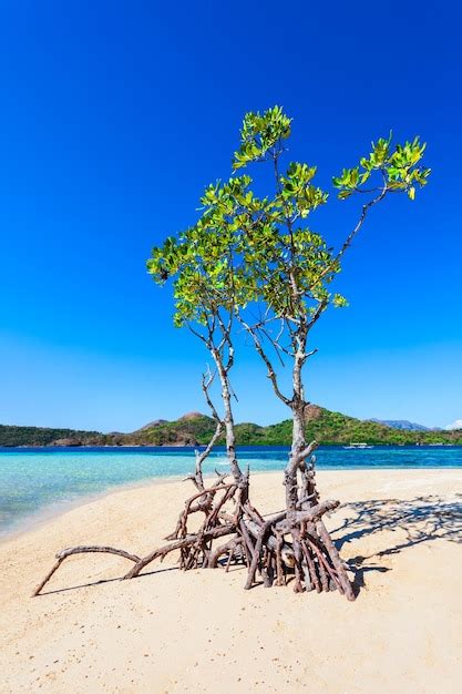 Rbol De Mangle En La Playa En Filipinas Foto Premium