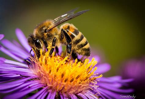 Abeille Fond d écran HD Arrière Plan 2048x1397 ID 541623