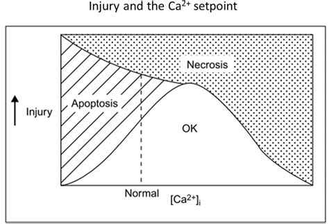 Excitotoxicity: Still Hammering the Ischemic Brain in 2020 - PMC