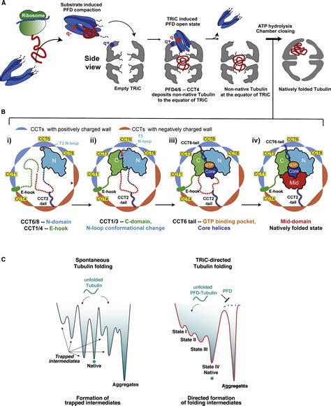 Structural Visualization Of The Tubulin Folding Pathway Directed By