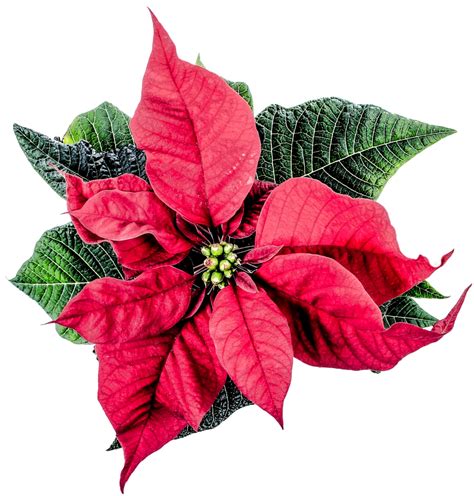 Christmas Poinsettia Flower PNG Image - PurePNG | Free transparent CC0 ...