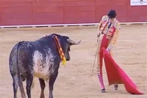 Spanish matador Victor Barrio gored to death in bull-fighting tournament