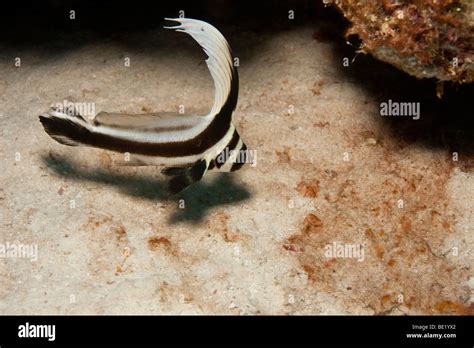 Spotted Drum Equetus Punctatus Stock Photo Alamy