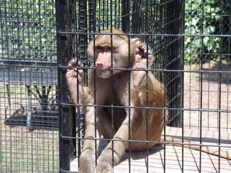 Premium Photo Monkey In Cage At Zoo