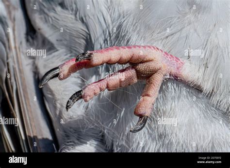 Pigeon Claws