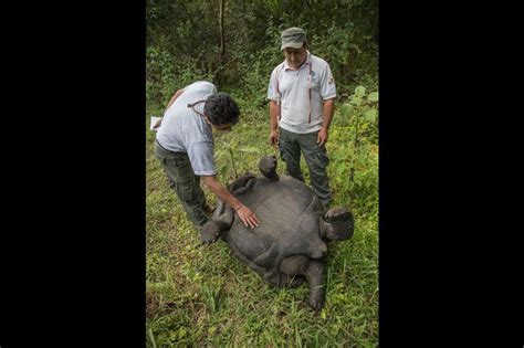 Nace La Tercera Camada De Chelonoidis Donfaustoi Una Especie De