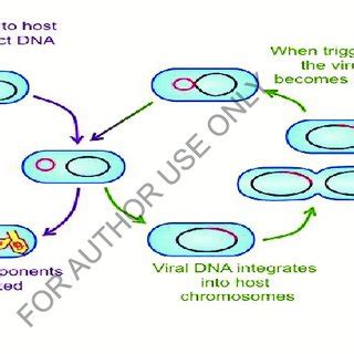 1 Shows The Diagrammatic View Of Lytic And Lysogenic Cycles Exchange