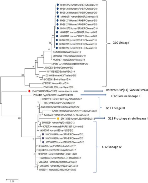 Molecular Phylogenetic Analysis By Maximum Likelihood Method