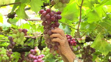 Conhe A A Uva Benitaka Paranaense Cachos De At Kg E Sabor