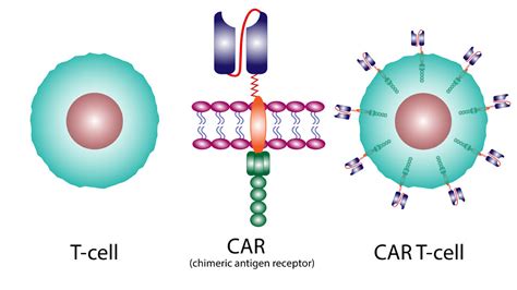 Car T Zelltherapie Als Reset Knopf Bei Autoimmunerkrankung Mt Dialog