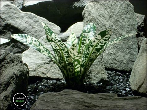 Silk Aquarium Plants Or Silk Reptile Plants: Fittonia Albivenis.