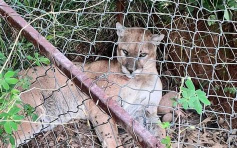 Capturan A Un Puma En Zona Rural De Otzoloapan El Sol De Toluca