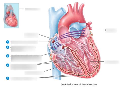 diagram  conduction system quizlet